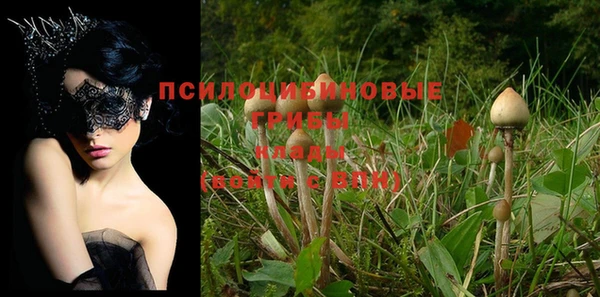 прущие грибы Мегион